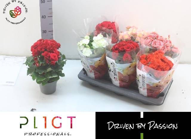 <h4>BEGONIA MIX P14</h4>