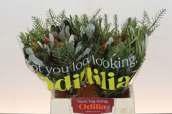 <h4>BQ Protea Dotti Portugal</h4>