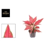 Aglaonema Cherry Baby