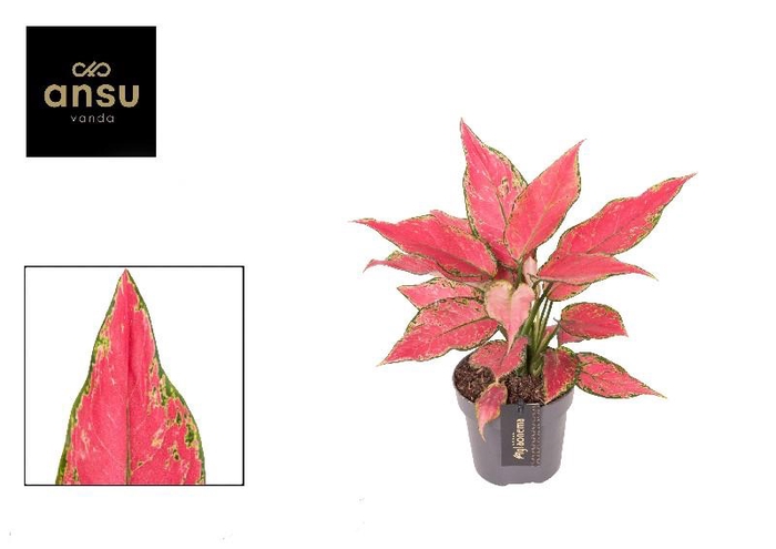 <h4>Aglaonema Cherry Baby</h4>