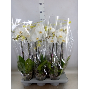 Phalaenopsis   ...white