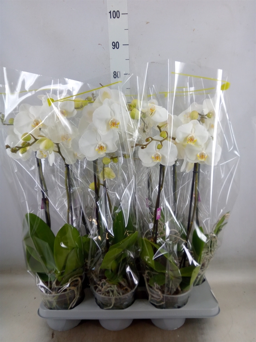 <h4>Phalaenopsis   ...white</h4>