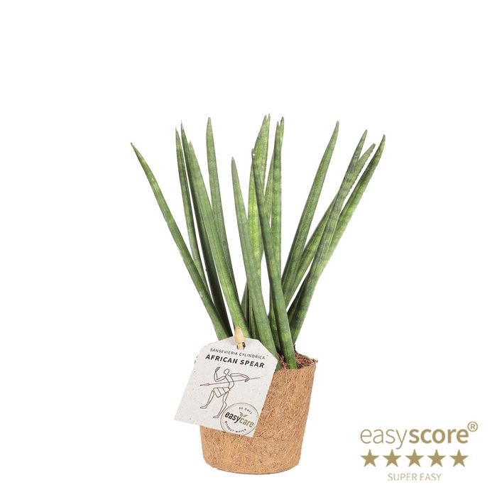 SANSEVIERIA CYLINDRICA P9 SPAGH COCOZ