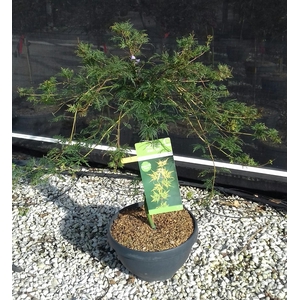 Acer palmatum