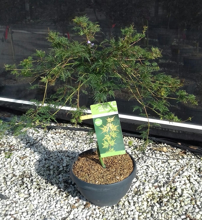 <h4>Acer palmatum</h4>