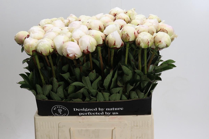 <h4>Paeonia Odille XXL</h4>