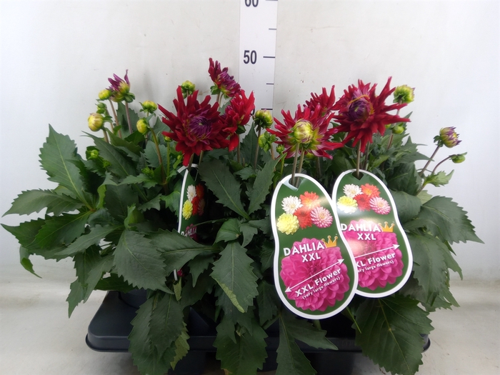 <h4>Dahlia  'XXL Raspberry Ice'</h4>