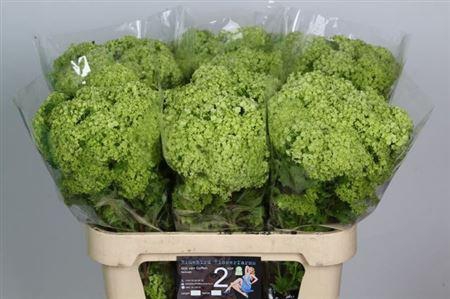 <h4>Viburnum Roseum St</h4>