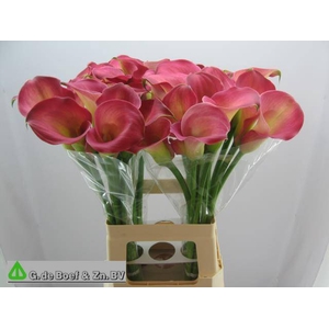 Zantedeschia candy dream
