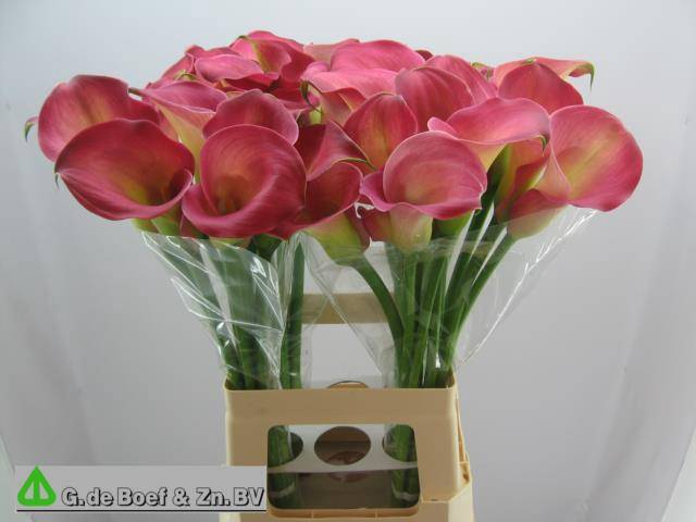 <h4>Zantedeschia candy dream</h4>