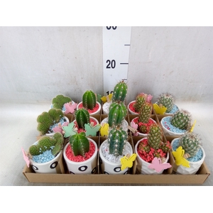 Cactus   ...