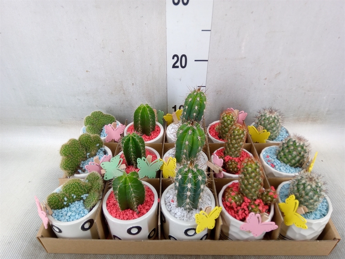 <h4>Cactus   ...</h4>
