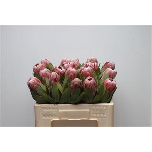 Protea Carnival