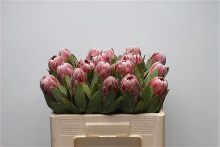 <h4>Protea Carnival</h4>