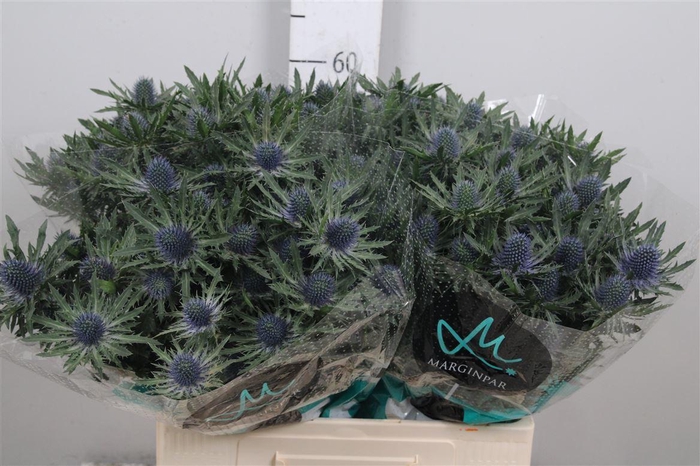 <h4>Eryn Aquarius Qstar</h4>