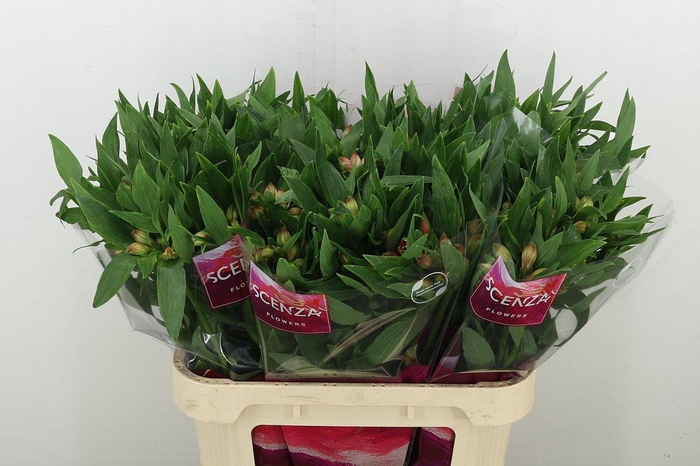 <h4>Alstr Estee</h4>