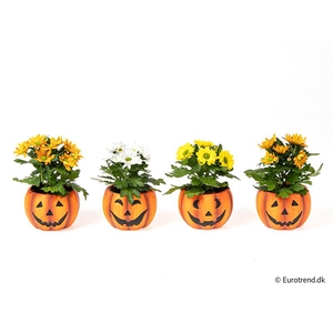 CHRYS.IND.HYBRID MINI P6 E4802 HALLOWEEN