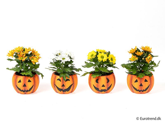 <h4>CHRYS.IND.HYBRID MINI P6 E4802 HALLOWEEN</h4>