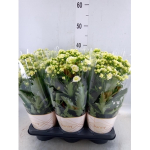 Kalanchoe  'Sunny White'