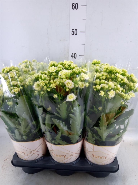 <h4>Kalanchoe  'Sunny White'</h4>