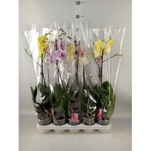 Phalaenopsis   ...mix