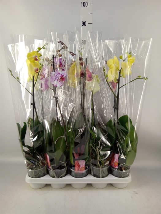 <h4>Phalaenopsis   ...mix</h4>
