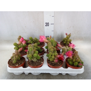 Chamaecereus  'Ubink Cerise'
