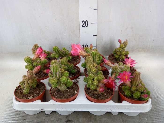 <h4>Chamaecereus  'Ubink Cerise'</h4>