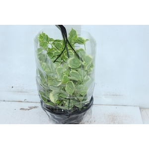 PEPEROMIA SCANDENS C21