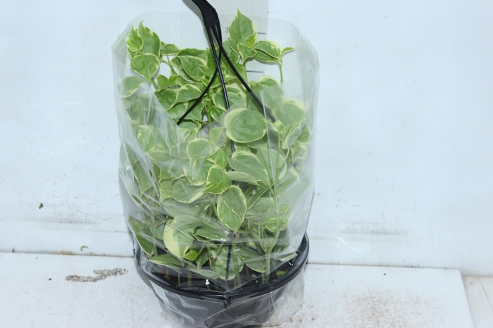 <h4>PEPEROMIA SCANDENS C21</h4>