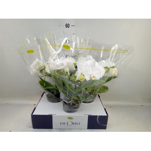 Phalaenopsis   ...white