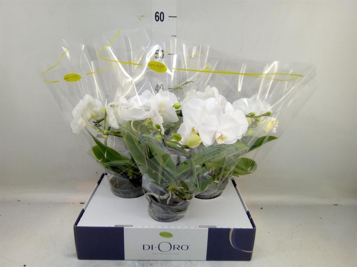 <h4>Phalaenopsis   ...white</h4>