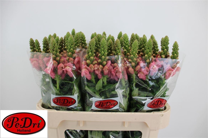 <h4>Antir Cool Rose</h4>