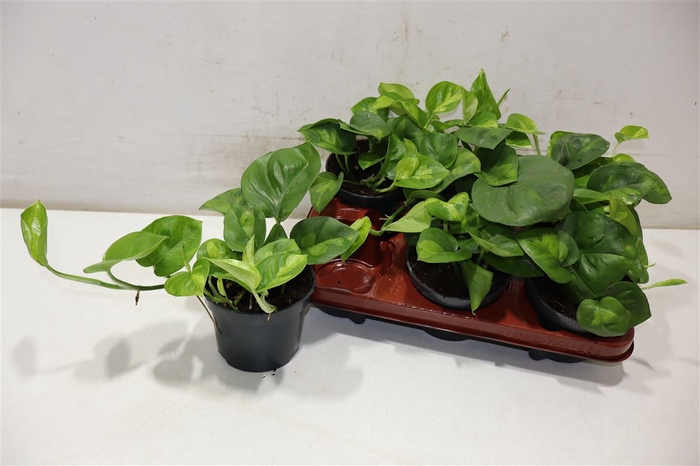 <h4>arr8 Epipr Global Green</h4>