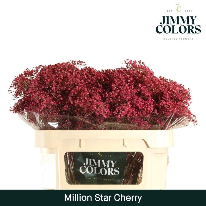 <h4>Gyps Million Star L70 Cherry</h4>