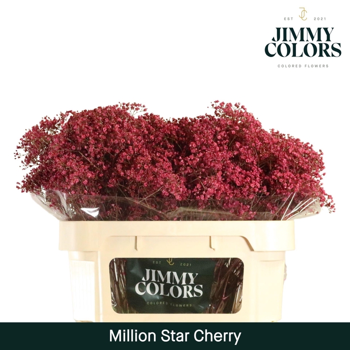 <h4>Gyps Million Star L70 Cherry</h4>