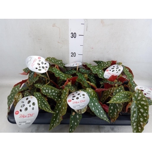Begonia maculata