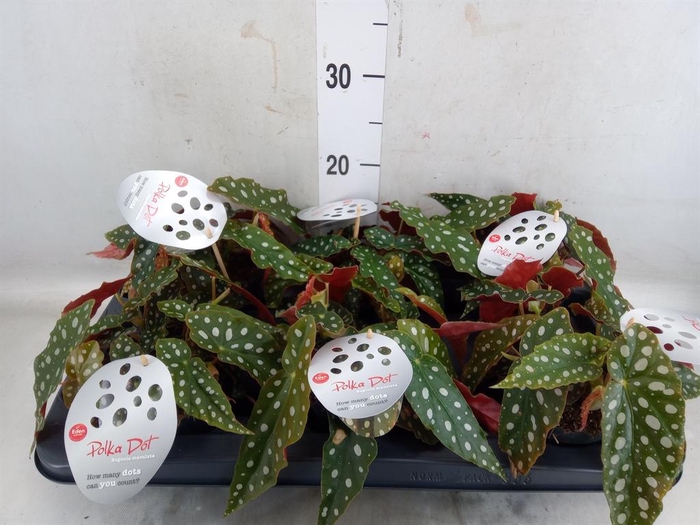 <h4>Begonia maculata</h4>