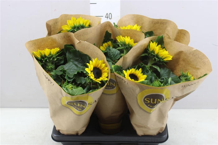 Helianthus Sunsation Vertakt In Potcover