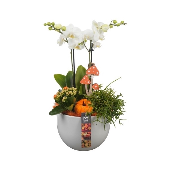 <h4>PTHI5545 Arrangement Herfst Indoor in keramiek schaal</h4>
