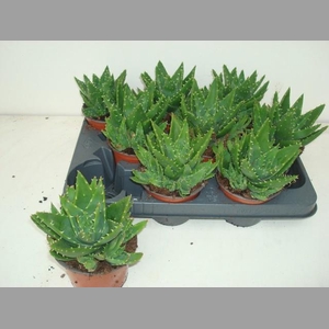 ALOE PERFOLIATA