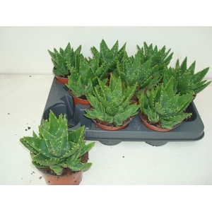 ALOE PERFOLIATA