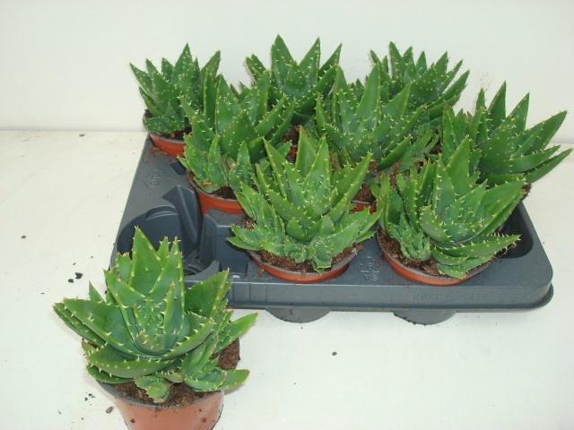<h4>ALOE PERFOLIATA</h4>