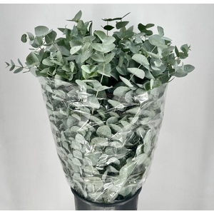 EUCALYPTUS 'CINEREA' 300G