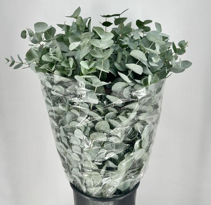 <h4>EUCALYPTUS 'CINEREA' 300G</h4>