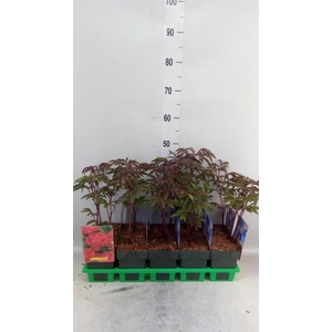 Paeonia lact. 'Karl Rosenf'