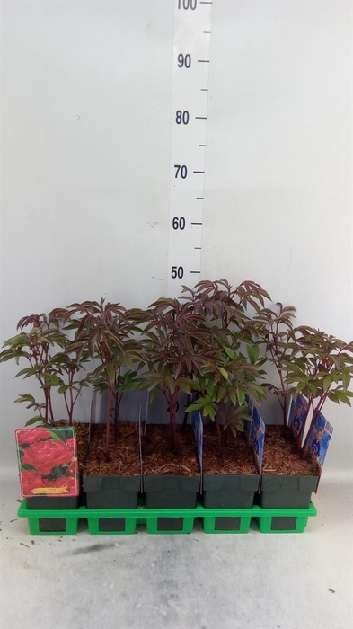 <h4>Paeonia lact. 'Karl Rosenf'</h4>