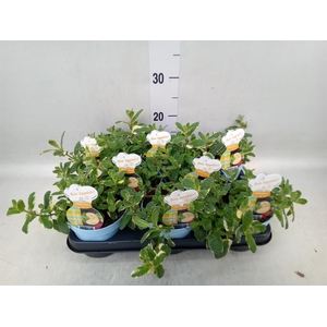 Mentha suaveolens 'Variegata'