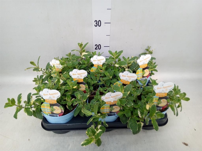 <h4>Mentha suaveolens 'Variegata'</h4>