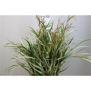 Deco Gr Grevillea Naturel